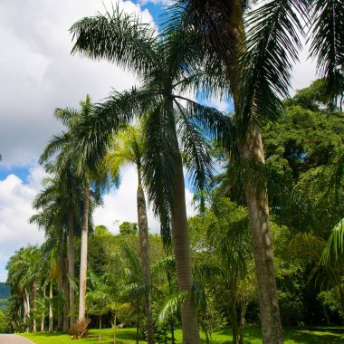 Royal Botanic King Gardens 'taki palmiye ağacı sokağı. Peradeniya. Kandy mi? Sri Lanka.