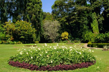 Egzotik ağaçları ve çiçekli tropik botanik bahçesi.