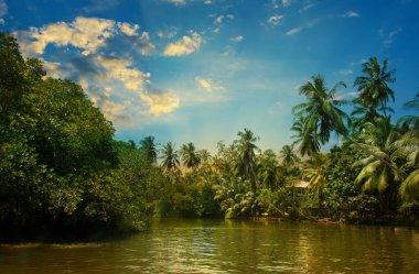 Hindistan cevizi palmiyeleri, resimli bir gölün kıyısında Mangrovlar. Güzel gün batımı. Sri Lanka.