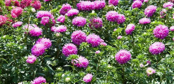 Beautiful Flowerbed Blooming Asters Bright Background Wide Photo Royalty Free Stock Images