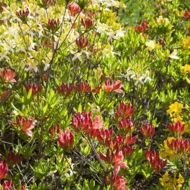 Bahar bahçesinde çiçek açan rhododendron.