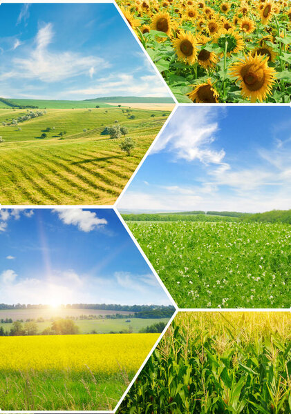 Panoramic view of green field and blue sky with light clouds. Vertical photo. Collage.