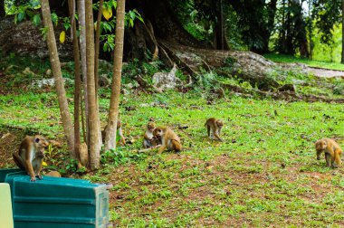 Sri Lanka 'daki parkta bir maymun ailesi.