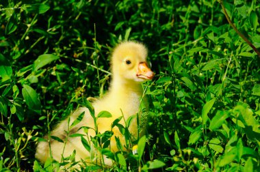 Yeşil çimlerin üzerinde kabarık sarı bir ötüş.