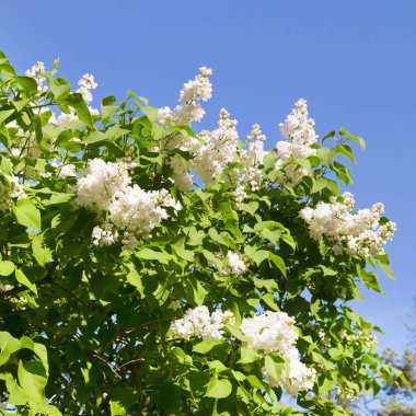 Mavi gökyüzüne karşı açan beyaz leylak.