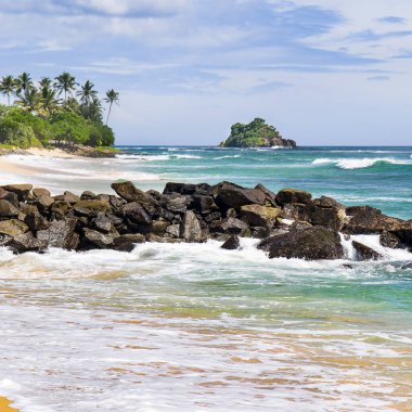 Kıyısında hindistan cevizi palmiyeleri olan tropik bir sahil..