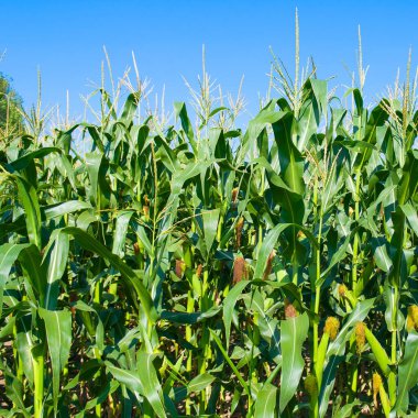Olgunlaşmış mısır ve mavi gökyüzü ile yeşil tarla.