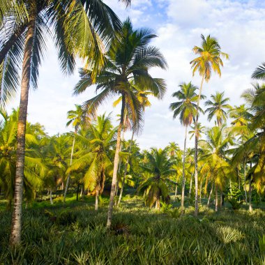 Ananas tarlası, hindistan cevizi ağaçları ve parlak mavi gökyüzü..