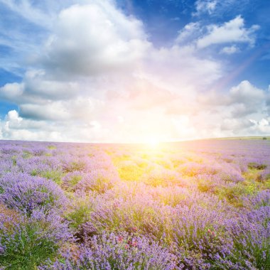 Çiçekli lavanta tarlası ve parlak gündoğumu.