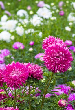 Yaz bahçesinde parlak paskalya çiçekleri. Dikey fotoğraf.