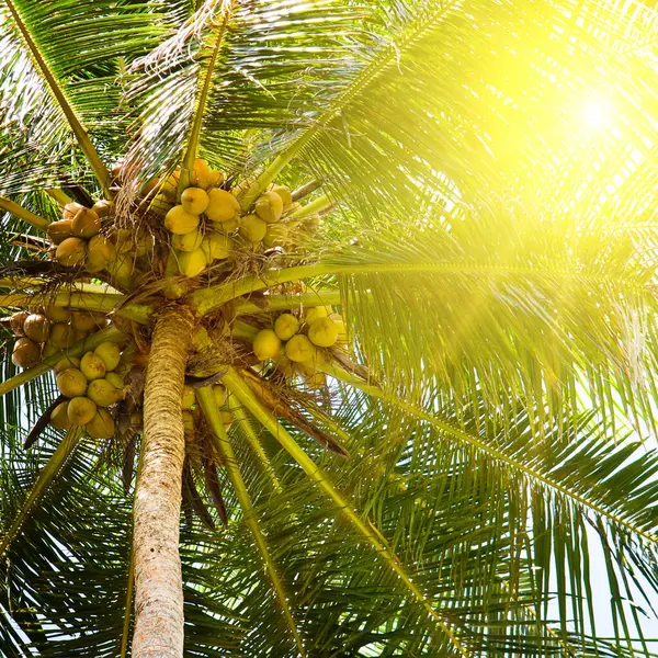 Coconut palm tree with lush leaves and coconuts against the background of the sky and sun.