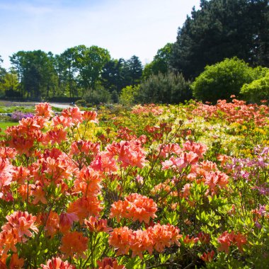 Bahar botanik bahçesinde çiçek açan Rododendron.