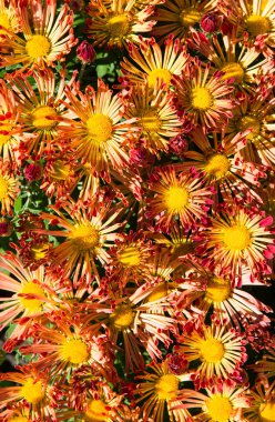 Çiçeklerin parlak arkaplanı. Dikey fotoğraf