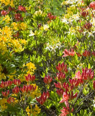 Bahar botanik bahçesinde Rhododendron çiçek açıyor. Dikey fotoğraf
