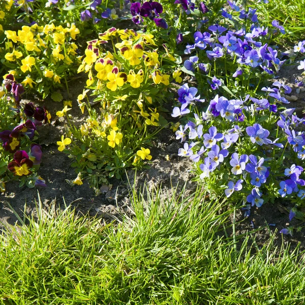 Beautiful colorful pansies in the garden. Vivid pansy flowers at the spring flowerbeds with selective focus. Flower summer background. Multicolored romantic pansies blooming. Spring
