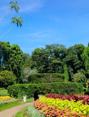 Egzotik tropikal bitki ve ağaçların olduğu pitoresk bir botanik bahçesi. Kandy, Sri Lanka. Dikey fotoğraf