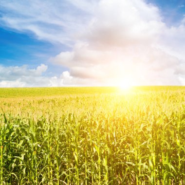 Mavi gökyüzünde yeşil mısır tarlası ve parlak gün doğumu.