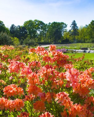 Bahar botanik bahçesinde çiçek açan rhododendron. Dikey fotoğraf