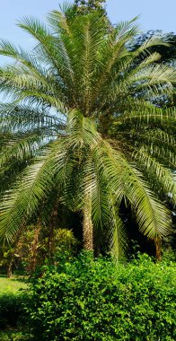 Gökyüzünün arka planında gür yaprakları olan bir palmiye ağacı. Dikey fotoğraf