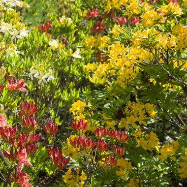 Bahar botanik bahçesinde çiçek açan Rododendron.