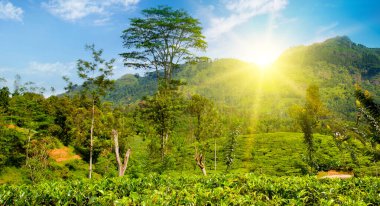 Dağların yamaçlarında çay çiftliği ve güzel bir gündoğumu. Geniş resim. Sri Lanka