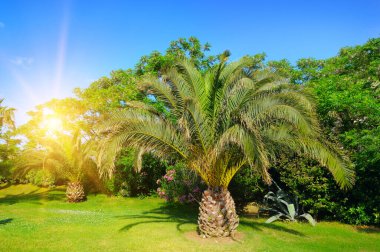 Yeşil çimenlikteki palmiye ağacı. Konsept - tatil ve seyahat.