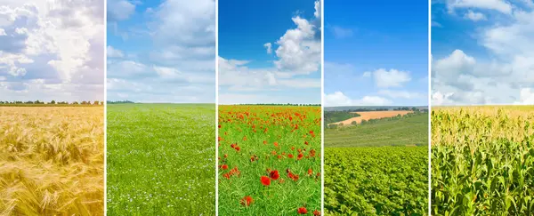 Yeşil alanın panoramik manzarası ve açık bulutlu mavi gökyüzü. Kolaj. Geniş resim..