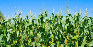 Yeşil mısır tarlası ve mavi gökyüzü. Tarım arazisi. Geniş resim.