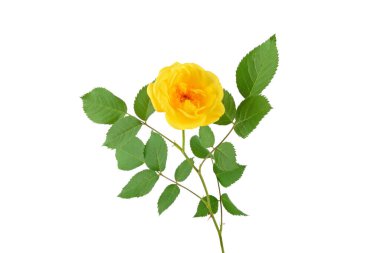 Beyaz arkaplanda izole edilmiş sarı gül çiçeği.