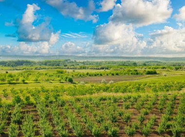 Meyve bahçesi, tarla ve bulutlu gökyüzü. Yukarıdan görüntüle.