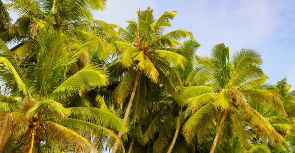 Lush tropical palm trees with coconuts against the blue sky. Wide photo.