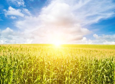 Mavi gökyüzünde yeşil mısır tarlası ve parlak gün doğumu.