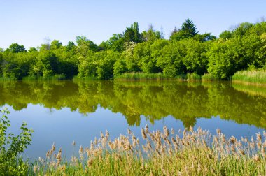 Resimli bir göl, bir gölün kıyısında bir orman ve parlak bir gökyüzü..
