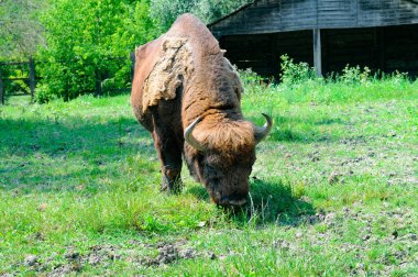 Avrupa bizonu (Bizon bonasus), aynı zamanda bilge olarak da bilinir. Çayır otlağı. Moldova, doğa rezervi.