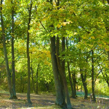 Sarı yaprakları ve parlak mavi gökyüzü ile sonbahar ormanı.