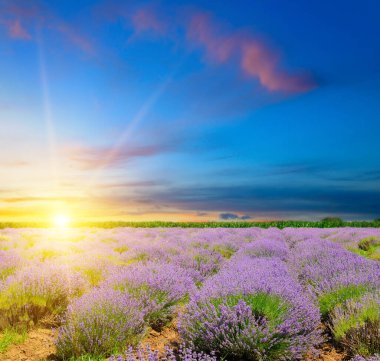 Çiçekli lavanta tarlası ve parlak gündoğumu.