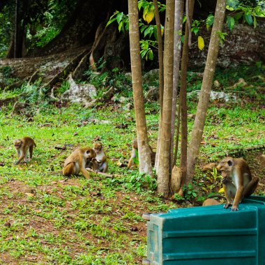 Kandy şehri, Sri Lanka yakınlarındaki Peradeniya Kraliyet Botanik Bahçeleri 'ndeki çimlerde Macaque..