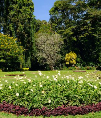 Geniş çimleri ve çiçek tarlaları olan tropik bir park. Botanik Bahçesi, Kandy, Sri Lanka. Dikey fotoğraf
