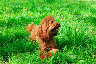 Yeşil çimenlikteki minyatür kırmızı kaniş. Ev hayvanı.