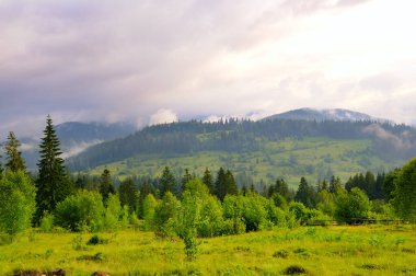 Yağmurdan sonra Karpatlar 'ın puslu dağ vadisi.