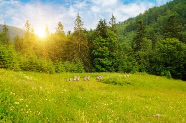 Dağların yamaçları, kozalaklı ağaçlar ve arı kovanları. Resimli ve muhteşem bir sahne. Konum: Carpathian, Ukrayna, Avrupa.