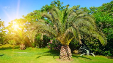 Yeşil çimlerin üzerinde palmiye ağacı ve gökte güneş. Geniş resim.