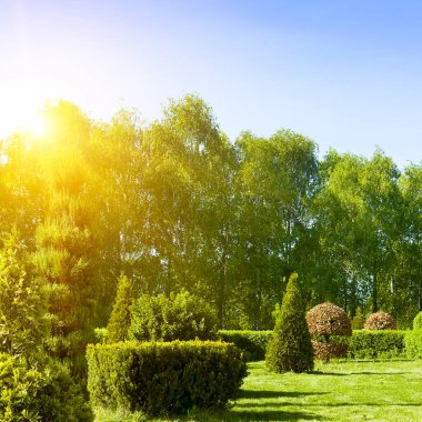 Yaz bahçesinin rahat köşesinde çeşitli doku ve yeşillik renkleriyle karışık yapraklı ve kozalaklı bitkiler var. Parlak güneşli bir gün.