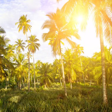 Ananas çiftliği, hindistan cevizi palmiyeleri ve mavi gökyüzünde parlak güneş..