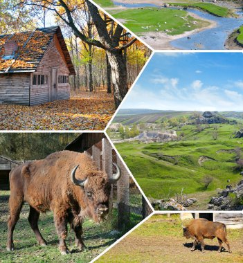 Moldova 'yı geziyorum. Resimli manzaralar, antik ormanlar, bizonlar - rezervin fotoğraf kolajı.