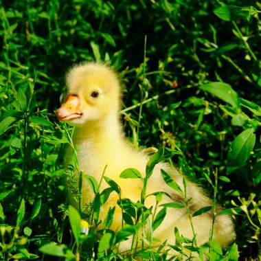 Yeşil çimlerde tatlı sarı vızıltı.