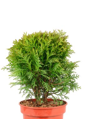 Thuja, beyaz bir arka planda izole bir saksının içinde. Metin için boş alan.