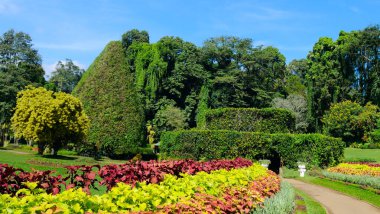 Egzotik tropikal bitki ve ağaçların olduğu pitoresk bir botanik bahçesi. Kandy, Sri Lanka. Geniş resim.