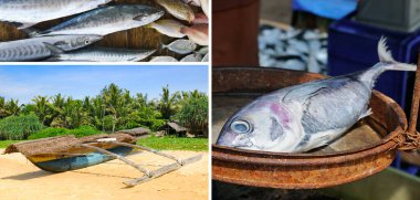 Sri Lanka 'da balık tutmak. Kolaj. Geniş resim.