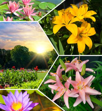 Şehir bahçesindeki zambaklar ve göldeki nilüferler. Parlak fotoğraf kolajı.